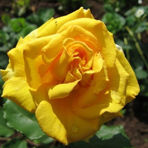 Shop - Rosa Anika™ - gelb - teehybriden-edelrosen - duftlos - Haschke,  Pflanzen-Kontor - -